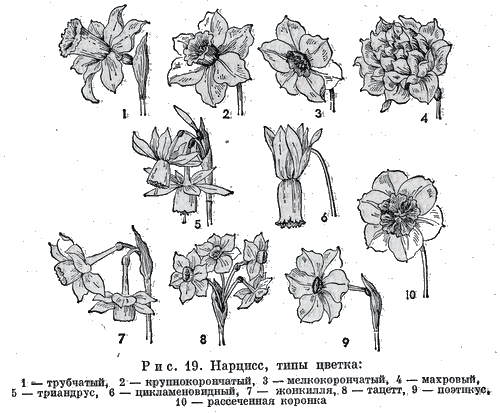 Нарцисс, типы цветка:    1 - трубчатый, 2 — крупнокорончатый, 3 — мелкокорончатый, 4 — махровый, 5 — триандрус, 6 — цикламеновидный, 7 — жонкылля, 8 — тадетт, 9 — поэтнкус, 10 — рассеченная коронка    1. Трубчатые нарциссы садового происхождения — Trumpet Narcissi of Garden Origin