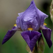 iris_aphylla Ирис безлистный