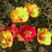 portulaca_grandiflora Портулак крупноцветковый