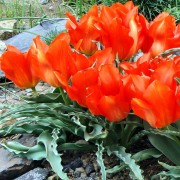 tulipa_albertii Тюльпан Альберта
